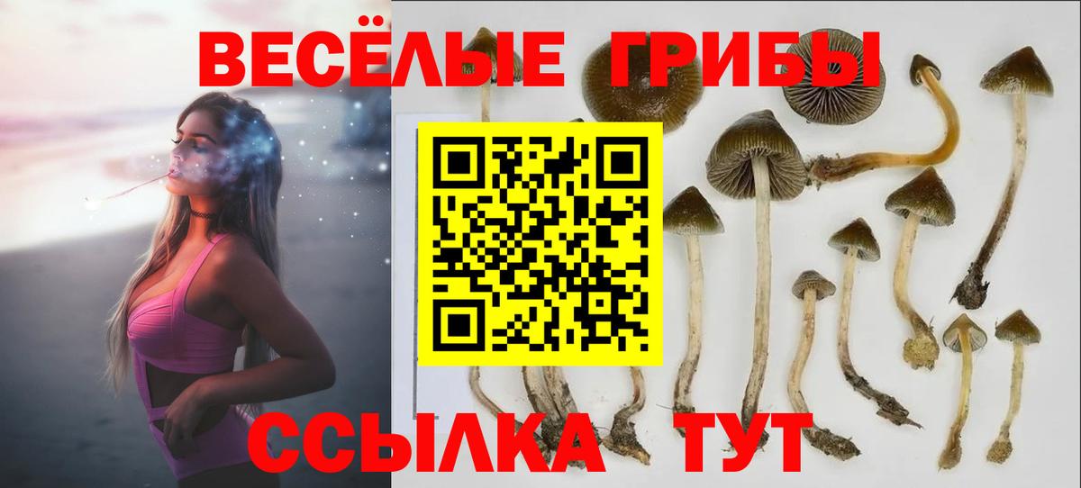 Псилоцибиновые грибы Psilocybine cubensis Ставрополь